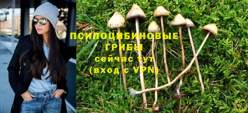 купить   Реутов  Галлюциногенные грибы Psilocybe 